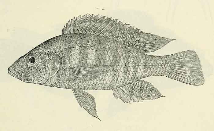 Pharyngochromis darlingi