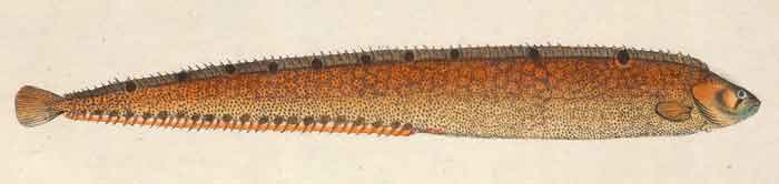 Pholis gunnellus