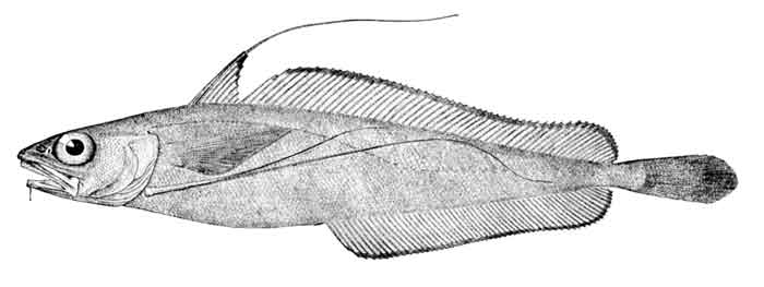 Phycis chesteri