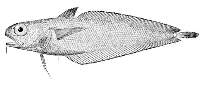 Physiculus fulvus