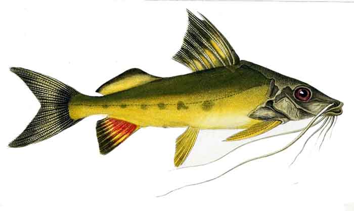 Pimelodus maculatus