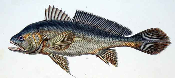 Plagioscion squamosissimus