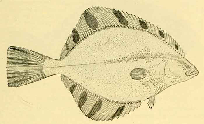 Platichthys stellatus