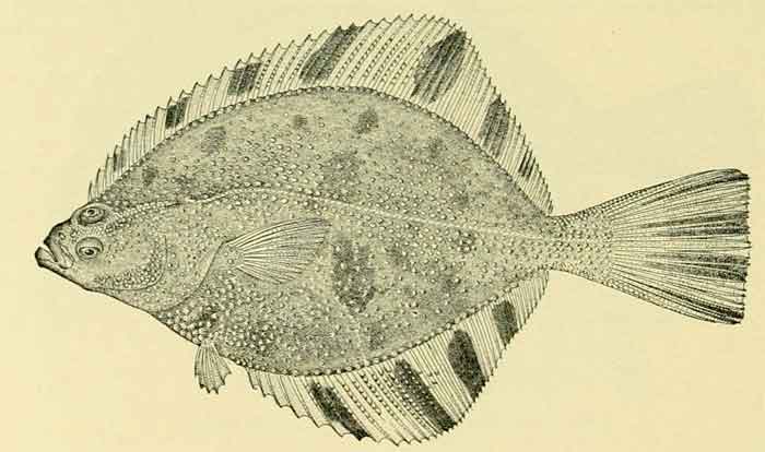 Platichthys stellatus