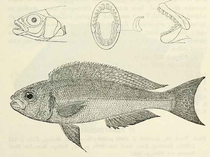 Plecodus paradoxus