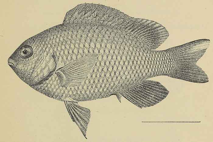 Plectroglyphidodon leucozonus