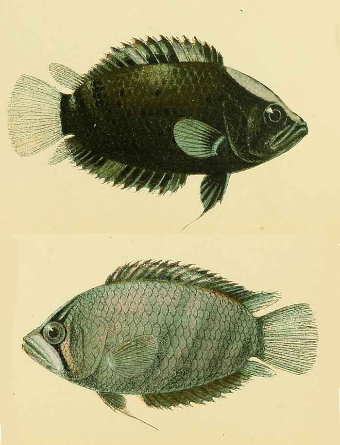 Polycentrus schomburgkii