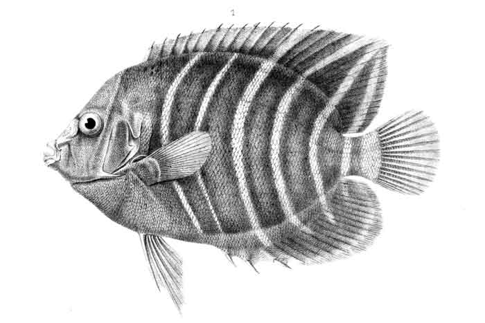 Pomacanthus chrysurus