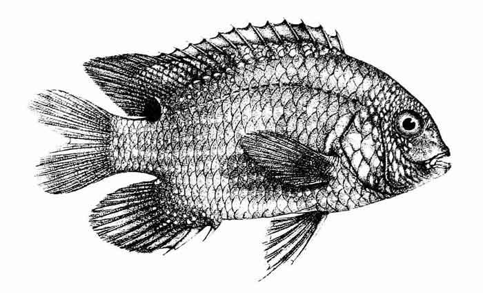 Pomacentrus punctatus