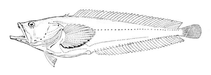 Porichthys porosissimus