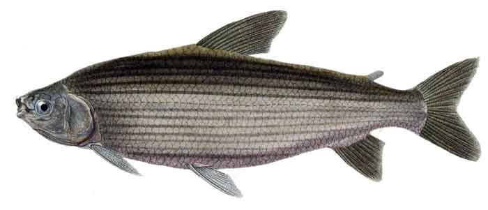 Prochilodus lineatus