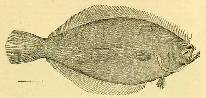 Psettichthys melanostictus 