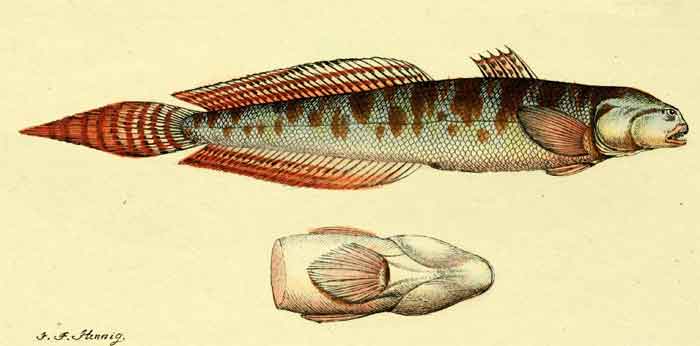 Pseudapocryptes elongatus 