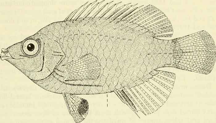 Pseudocheilinops ataenia