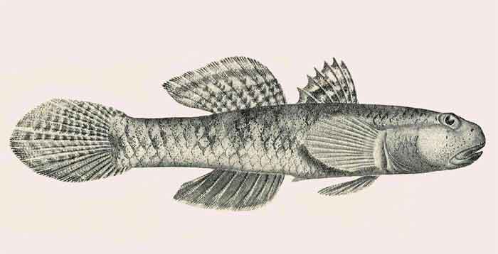 Pseudogobius olorum