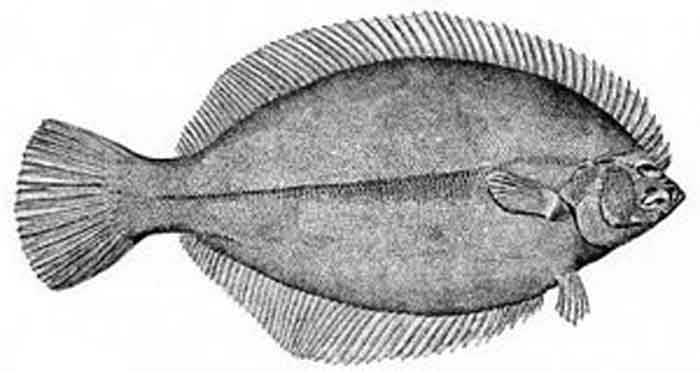 Pseudopleuronectes americanus