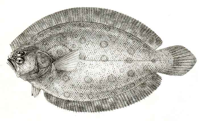 Pseudorhombus arsius 