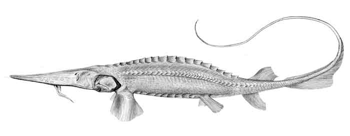 Pseudoscaphirhynchus fedtschenkoi 