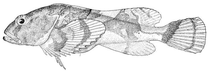 Psychrolutes paradoxus