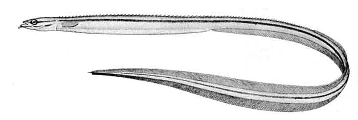 Ptilichthys goodei