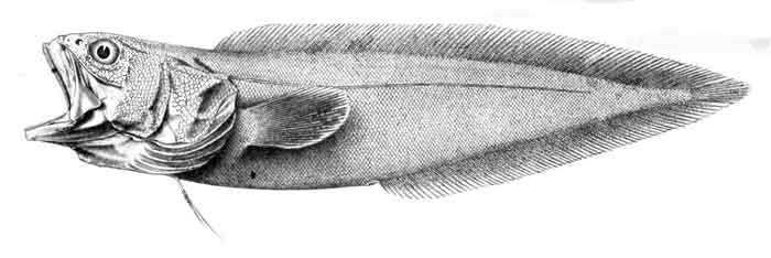 Pycnocraspedum squamipinne