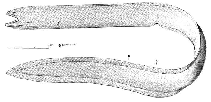 Pythonichthys microphthalmus