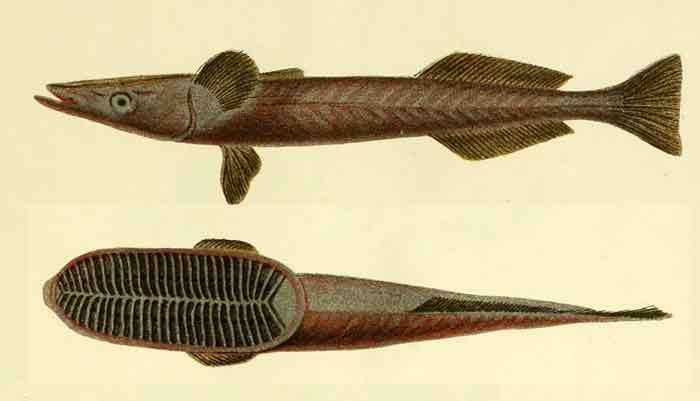 Remora australis