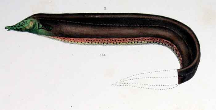 Rhamphichthys pantherinus