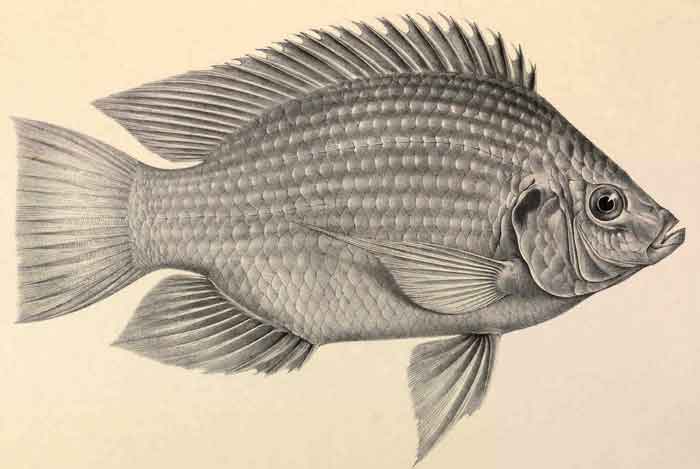 Sarotherodon galilaeus