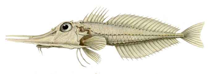 Satyrichthys rieffeli