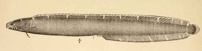 Stathmonotus hemphillii