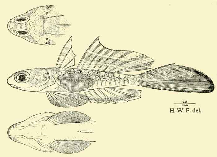 Synchiropus delandi 