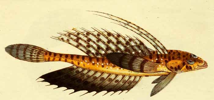 Synchiropus orientalis