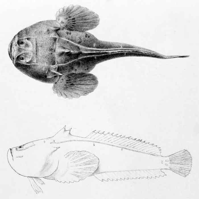 Thalassophryne maculosa