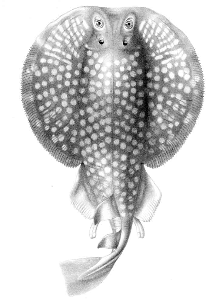 Torpedo sinuspersici