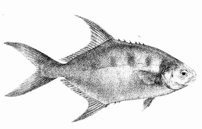 Trachinotus botla