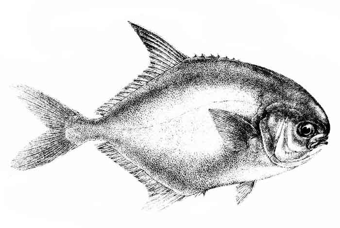 Trachinotus ovatus