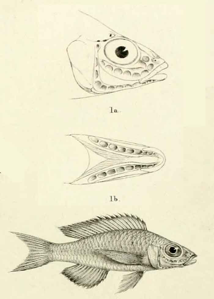 Trematocara marginatum