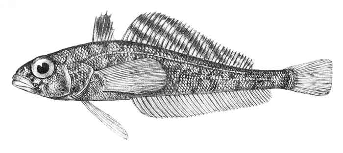 Trematomus lepidorhinus