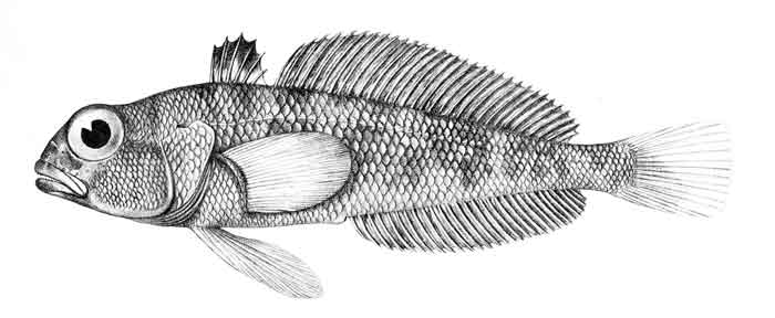 Trematomus pennellii