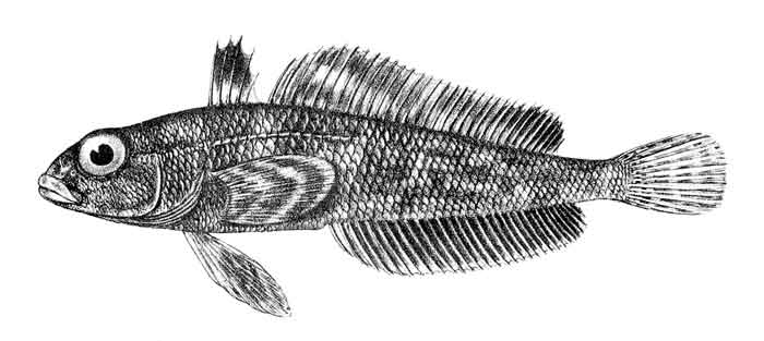 Trematomus scotti