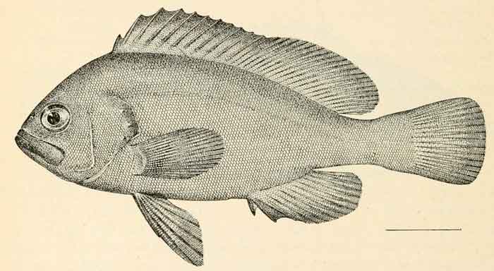 Triso dermopterus