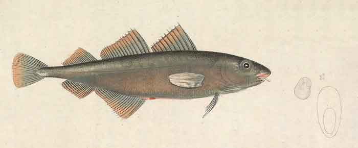 Trisopterus minutus