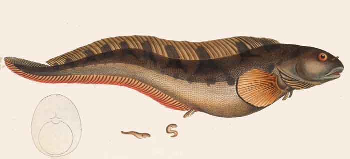 Zoarces viviparus