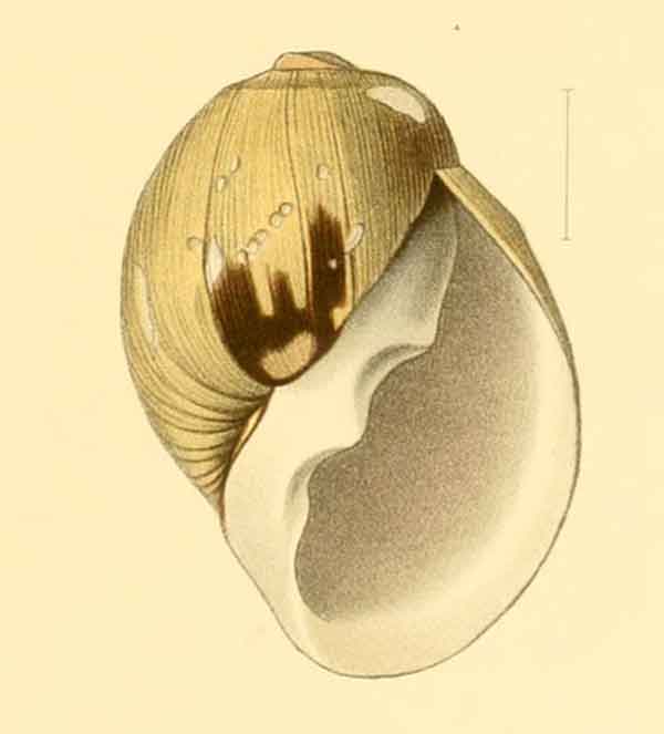 Chilina globosa