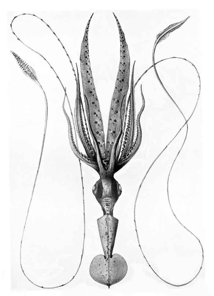 Chiroteuthis veranyi