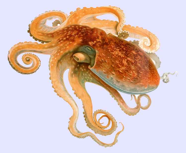 Octopus vulgaris