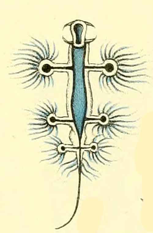 Glaucus atlanticus