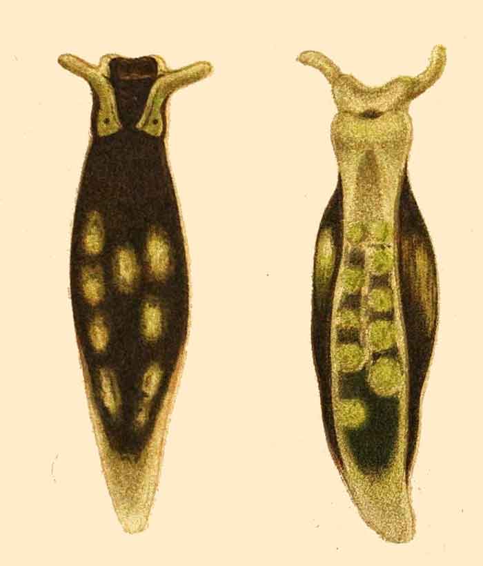 Limapontia senestra