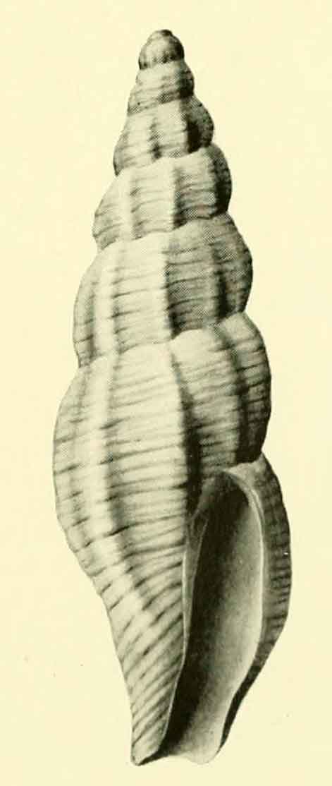 Paraclathurella aditicola